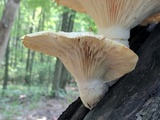 Pleurotus dryinus image