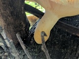 Pleurotus dryinus image