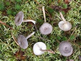 Cantharellula umbonata image
