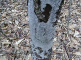 Biscogniauxia atropunctata image