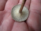 Cantharellula umbonata image