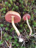 Cortinarius semisanguineus image