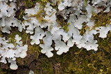 Lobaria quercizans image