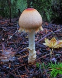 Lepiota magnispora image