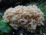Sparassis crispa image