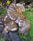 Sarcomyxa serotina image