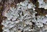 Lobaria quercizans image