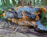 Phlebia radiata image