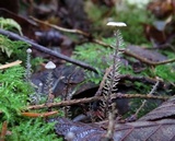 Dendrocollybia racemosa image