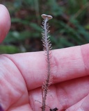 Dendrocollybia racemosa image