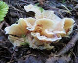 Merulius tremellosus image