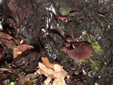 Tubaria punicea image
