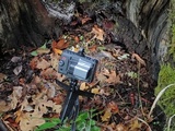 Tubaria punicea image