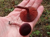 Tubaria punicea image