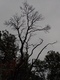 Tubaria punicea image