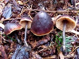 Macrocystidia cucumis image