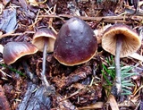 Macrocystidia cucumis image