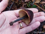 Macrocystidia cucumis image