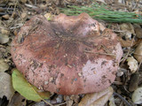 Tricholoma muricatum image