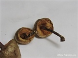 Macrocystidia cucumis image