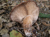 Tricholoma muricatum image