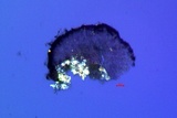 Micarea misella image