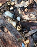 Sphaerobolus stellatus image