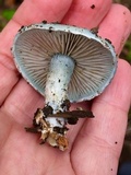 Stropharia aeruginosa image