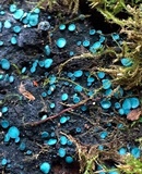 Chlorociboria aeruginosa image