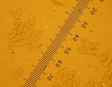 Mycena pura image