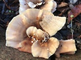 Bondarzewia berkeleyi image