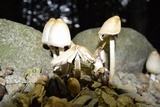 Coprinopsis acuminata image