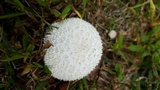 Lycoperdon marginatum image
