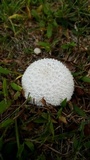 Lycoperdon marginatum image