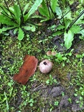 Bovista plumbea image