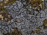 Fuscopannaria thiersii image
