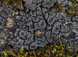 Fuscopannaria thiersii image