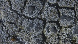 Fuscopannaria thiersii image