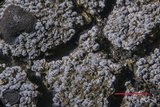 Fuscopannaria thiersii image