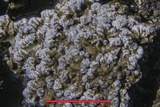 Fuscopannaria thiersii image