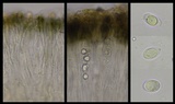 Fuscopannaria thiersii image