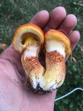 Suillus grevillei image