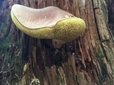 Imleria badia image