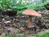 Cortinarius armillatus image