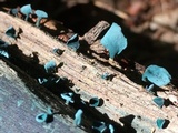 Chlorociboria aeruginascens image