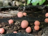 Lycogala epidendrum image