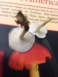 Clitocybe candicans image