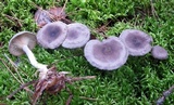 Cantharellula umbonata image