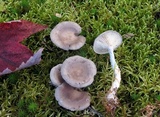 Cantharellula umbonata image