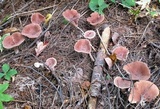 Lactarius rufus image